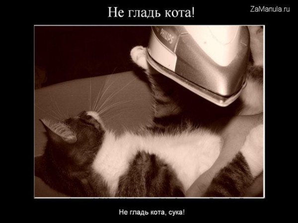 Не гладь кота! Не гладь кота!