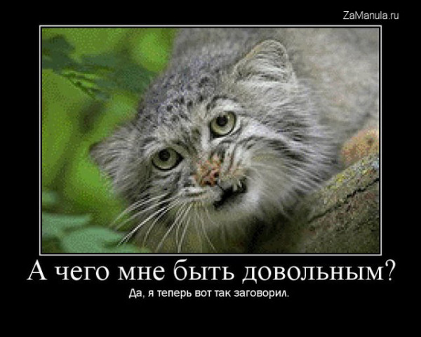 А чего мне быть довольным? А чего мне быть довольным?