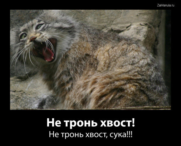 Не тронь хвост! Не тронь хвост!