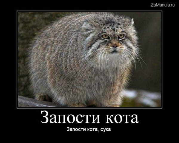 Запости кота Запости кота