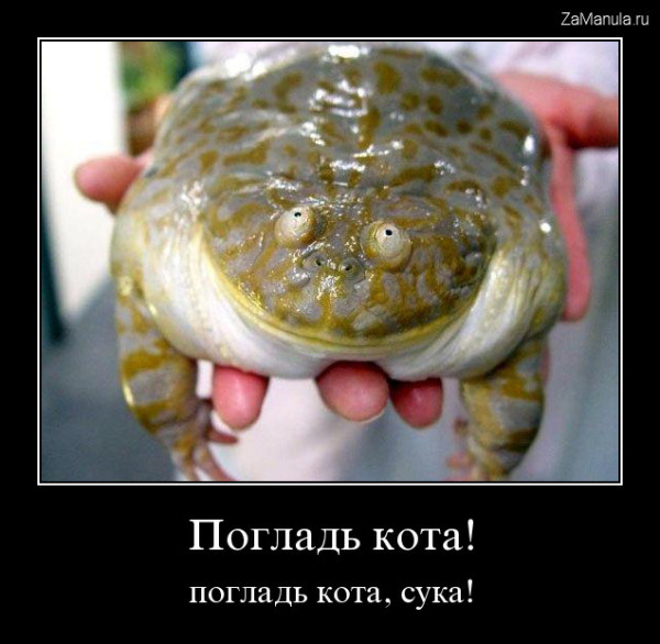 Погладь кота! Погладь кота!