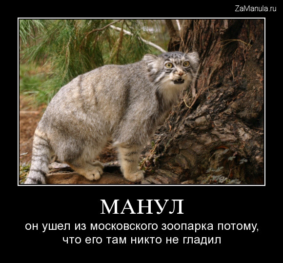 Манул ушел из зоопарка Манул ушел из зоопарка