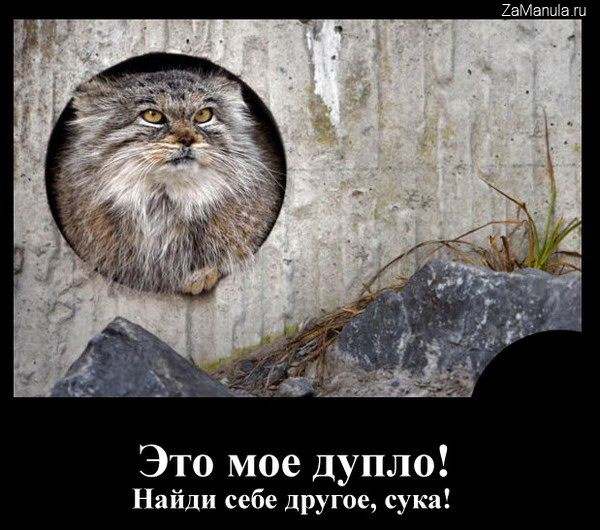 Это мое дупло! Это мое дупло!