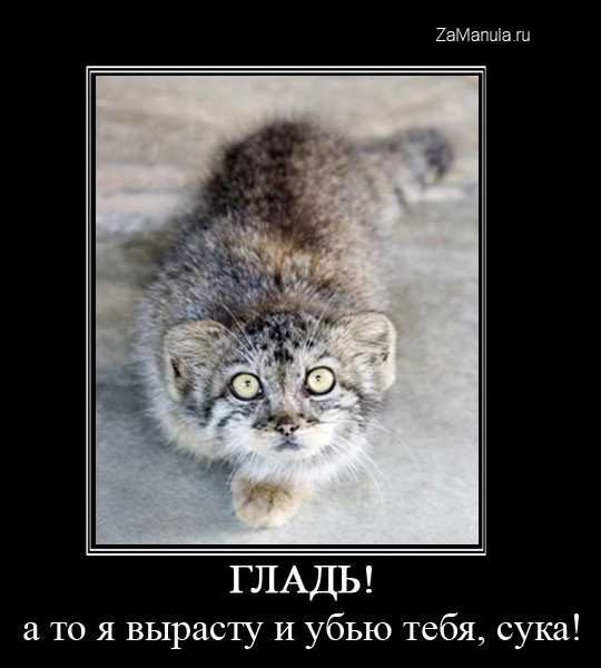 Гладь! Гладь!