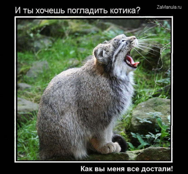 И ты хочешь погладить котика? И ты хочешь погладить котика?
