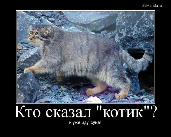 Кто сказал "котик"? Кто сказал "котик"?