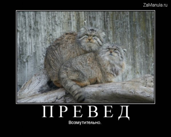 Превед Превед