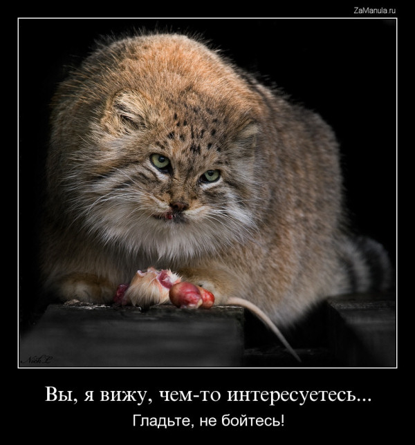 Вы, я вижу, чем-то интересуетесь... Вы, я вижу, чем-то интересуетесь...