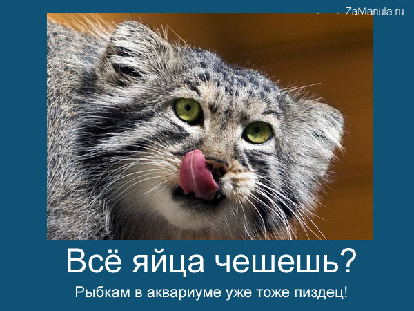 Все яйца чешешь? Все яйца чешешь?