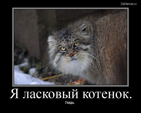 Я ласковый котенок Я ласковый котенок