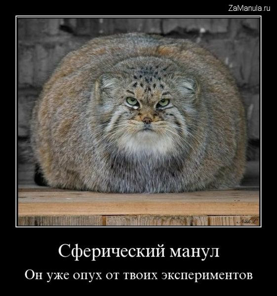 Сферический манул