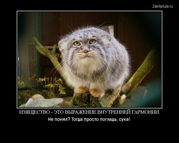 Изящество - это выражение внутренней гармонии Изящество - это выражение внутренней гармонии