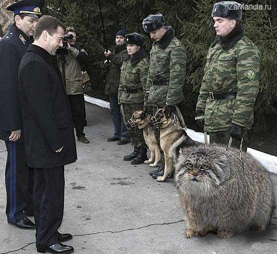 Манул на службе Манул на службе