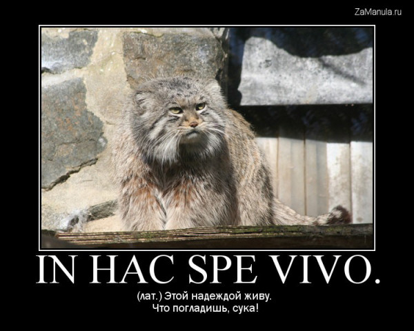 IN HAC SPE VIVO IN HAC SPE VIVO