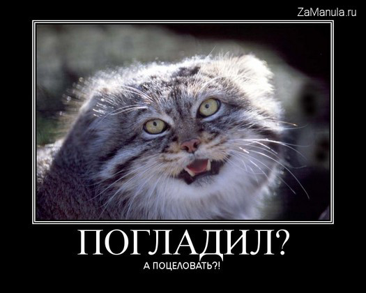 Погладил? А поцеловать?! Погладил? А поцеловать?!