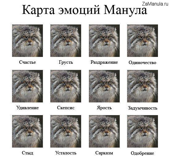 Карта эмоций манула Карта эмоций манула