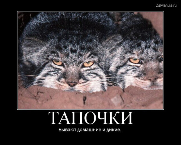 Тапочки Тапочки