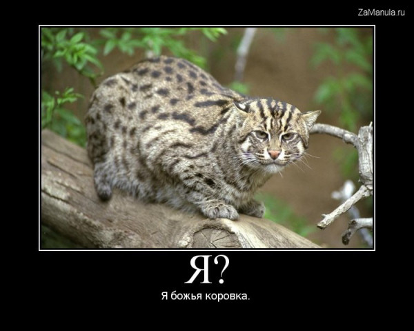 Я? Я божья коровка Я? Я божья коровка