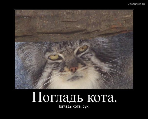 Погладь кота Погладь кота
