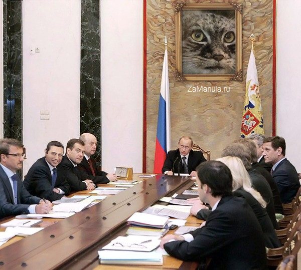 Манул в госдуме Манул в госдуме