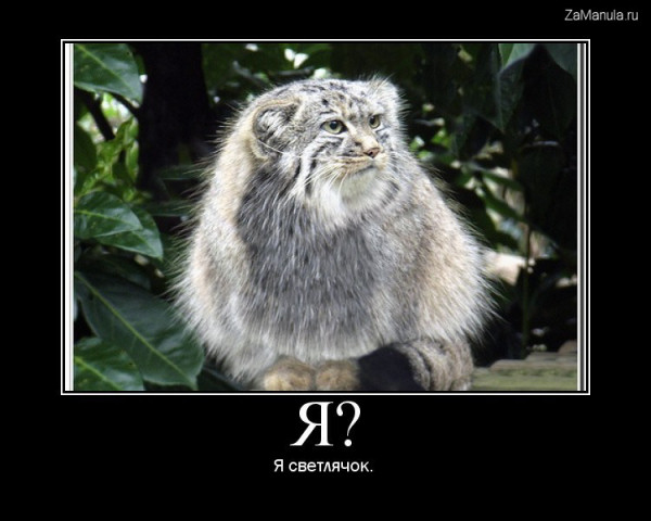 Я? Я светлячок Я? Я светлячок