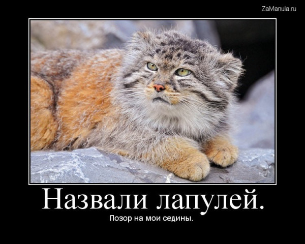Назвали лапулей Назвали лапулей
