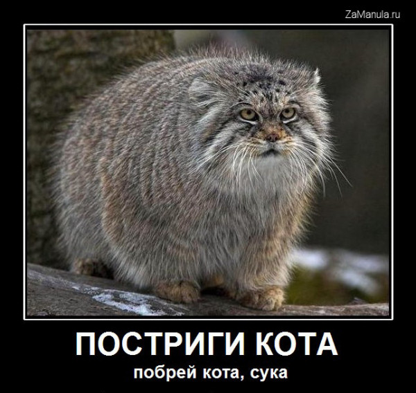 Постриги кота Постриги кота
