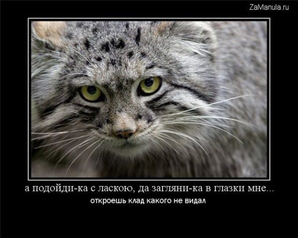 Загляни-ка в глазки мне Загляни-ка в глазки мне