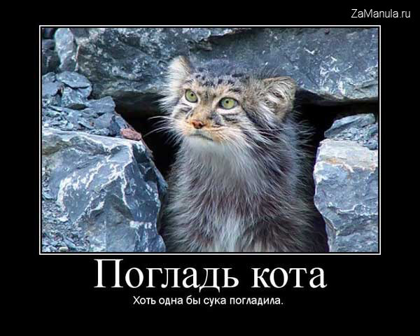 Погладь кота Погладь кота