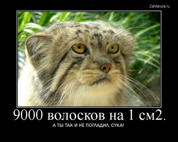 А ты так и не погладил А ты так и не погладил