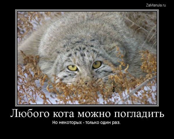 Любого кота можно погладить Любого кота можно погладить