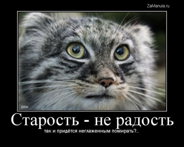 Старость - не радость