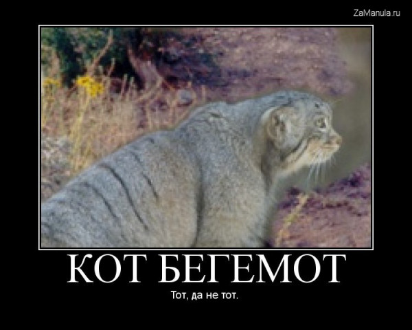Кот бегемот Кот бегемот