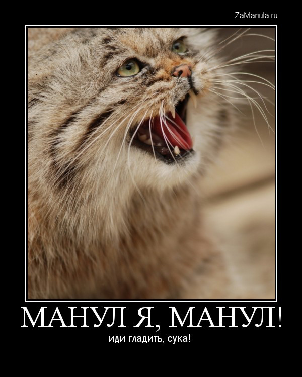 Манул я, манул! Манул я, манул!