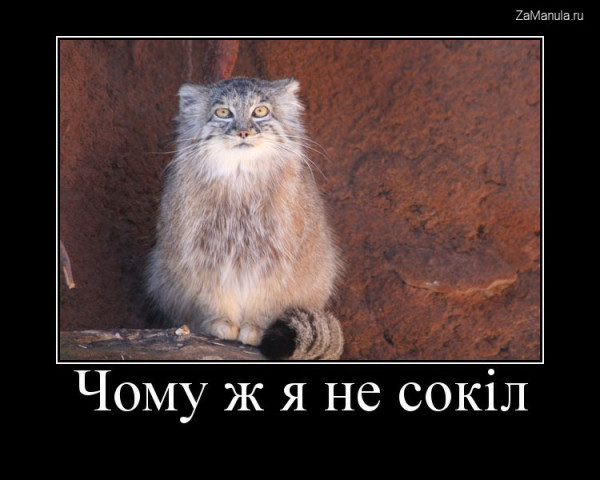Чому ж я не сокiл Чому ж я не сокiл