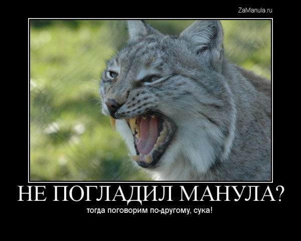 Не погладил манула? Не погладил манула?