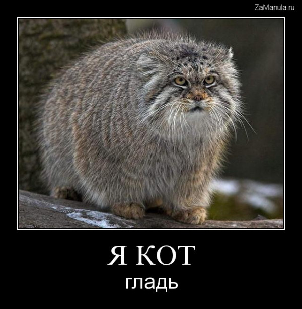 Я кот Я кот