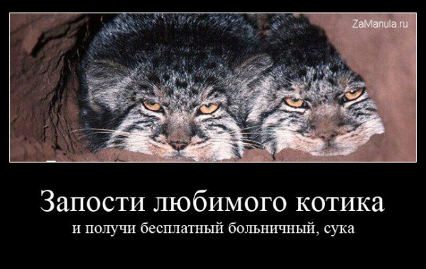 Запости любимого котика Запости любимого котика