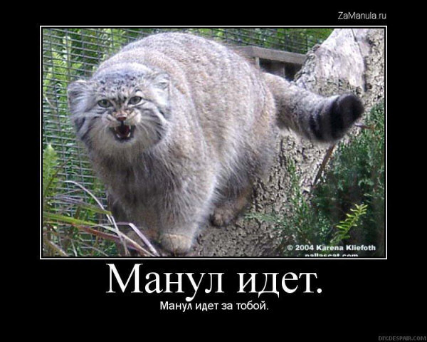 Манул идет Манул идет