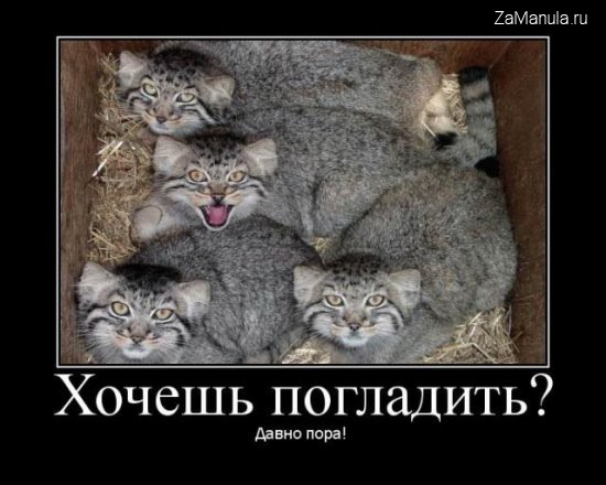 Хочешь погладить? Давно пора!
