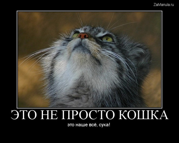 Это не просто кошка Это не просто кошка
