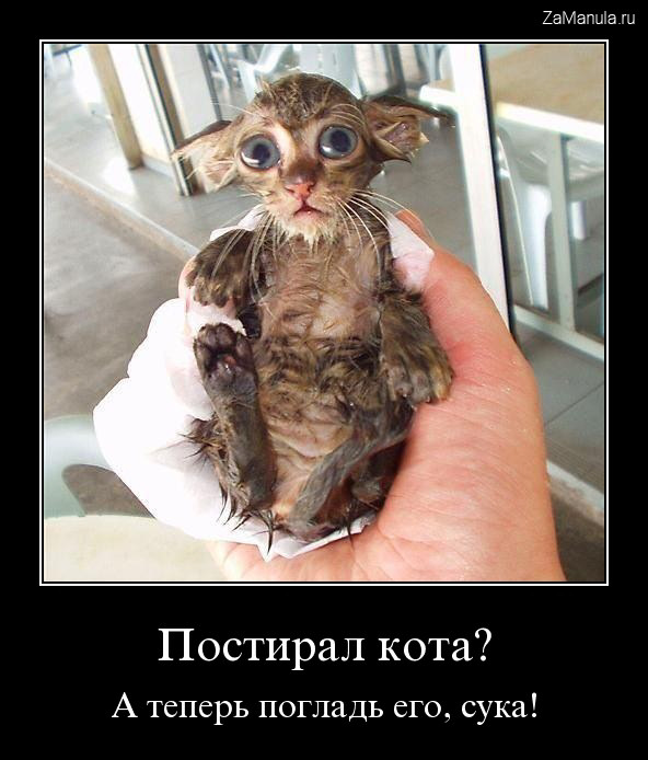 Постирал кота? Постирал кота?