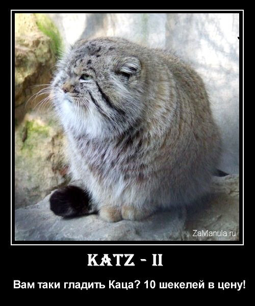 Katz Katz