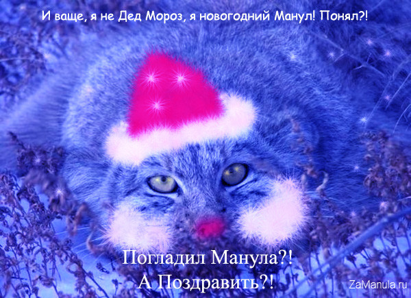 Новогодний манул Новогодний манул