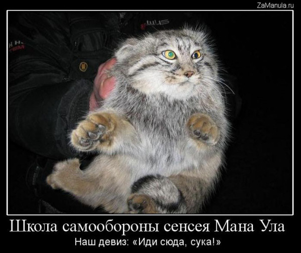Школа самообороны сенсея Мана Ула Школа самообороны сенсея Мана Ула