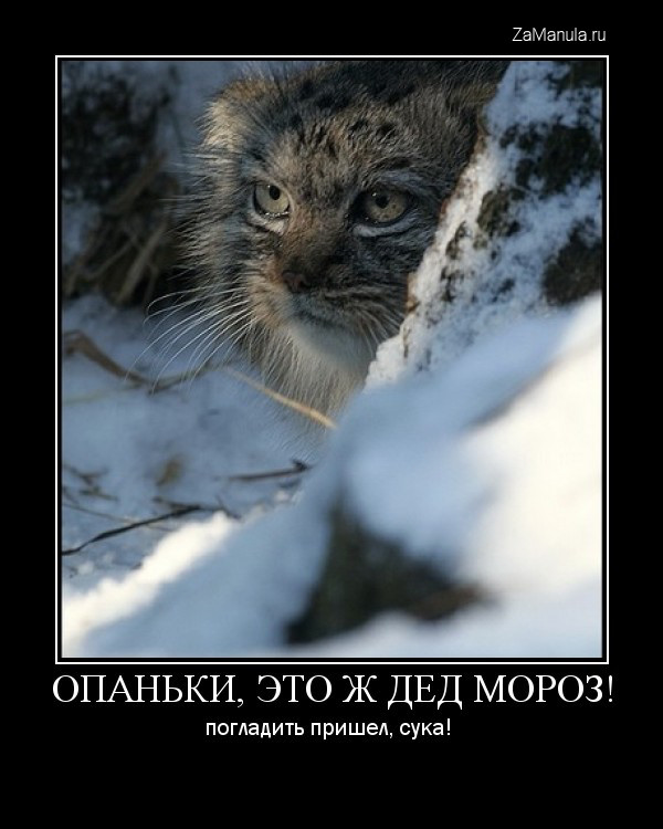 Это ж Дед Мороз