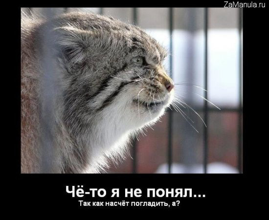 Так как насчет погладить, а? Так как насчет погладить, а?