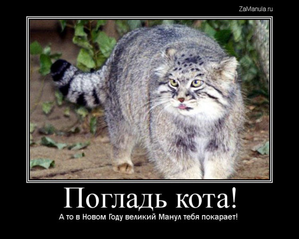 Погладь кота! Погладь кота!