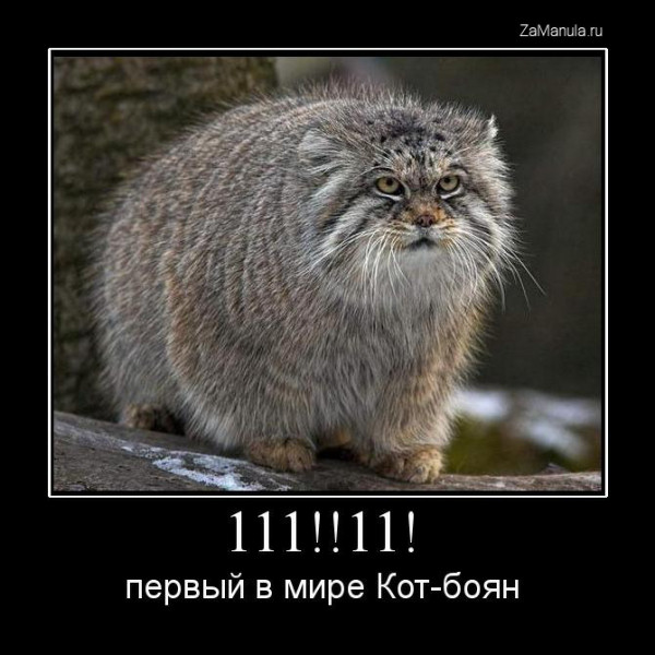 Кот-боян Кот-боян