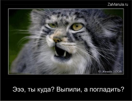 Выпили, а погладить? Выпили, а погладить?